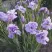 Ирис ИМПЕРИАЛ ОПАЛ сибирский в Тюмени