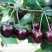 Вишня МОРОЗОВКА в Тюмени