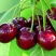 Вишня ВЯНОК в Тюмени