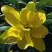 Лилия ЙЕЛЛОУ БЕЛЛИЗ азиатская махровая в Тюмени