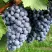 Виноград ВЭЛИАНТ в Тюмени