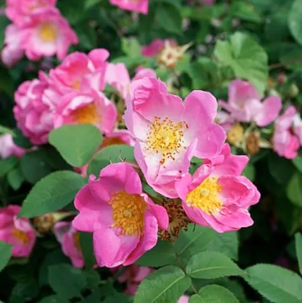 саженцы шиповника саженцы шиповника