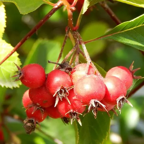 Боярышник ШАМИЛЬ  Боярышник ШАМИЛЬ в Тюмени