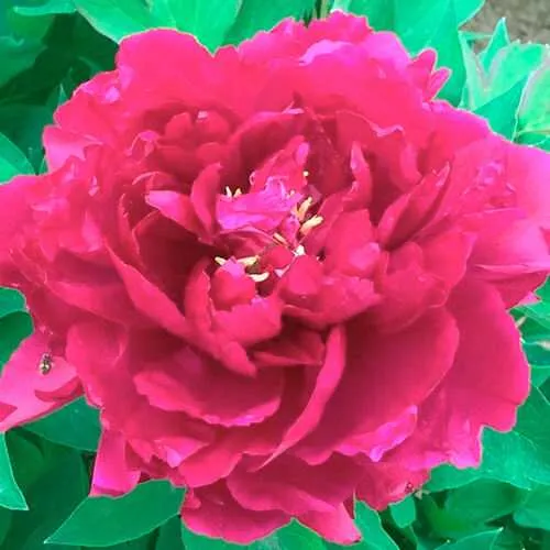 Пион ОСТРОВНОЙ МИНИСТР древовидный  Пион ОСТРОВНОЙ МИНИСТР древовидный в Тюмени