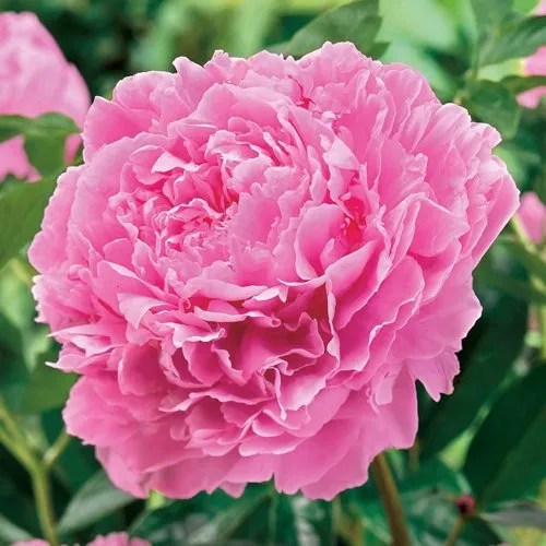 Пион МИСС ЭКХАРТ травянистый  Пион МИСС ЭКХАРТ травянистый в Тюмени