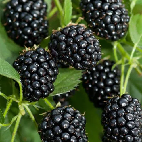 Ежевика АГАВАМ в Тюмени