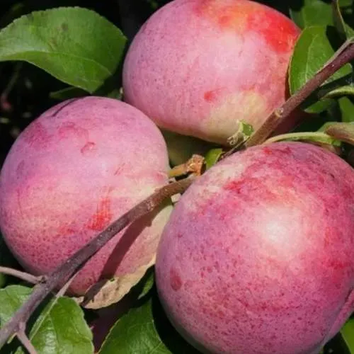 Яблоня БЕЛОРУССКОЕ МАЛИНОВОЕ в Тюмени