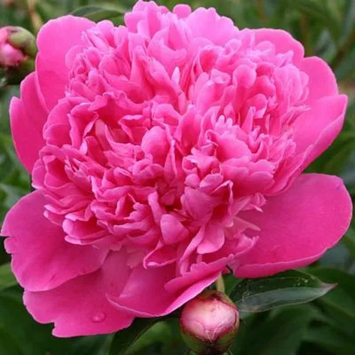 Пион ЭДУЛИС СУПЕРБА травянистый  Пион ЭДУЛИС СУПЕРБА травянистый в Тюмени