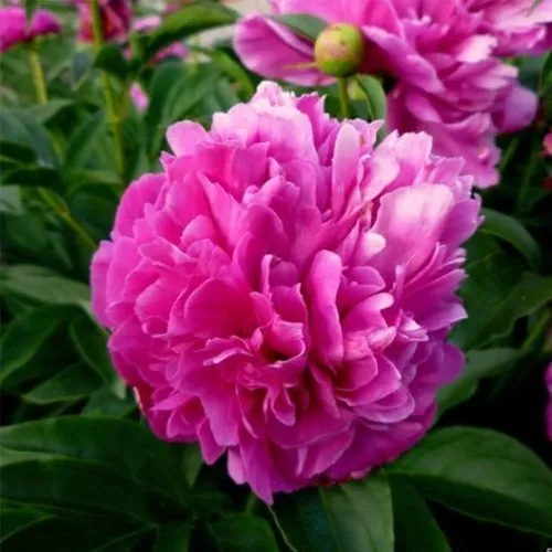 Пион ФЕЛИКС КРАУССЕ травянистый  Пион ФЕЛИКС КРАУССЕ травянистый в Тюмени