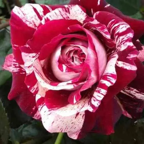 Саженцы роз ХУЛИО ИГЛЕСИАС чайно-гибридная в Тюмени