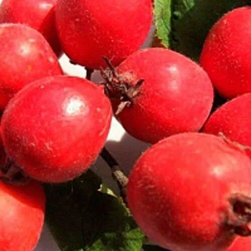 Боярышник КРУПНОПЛОДНЫЙ  Боярышник КРУПНОПЛОДНЫЙ в Тюмени