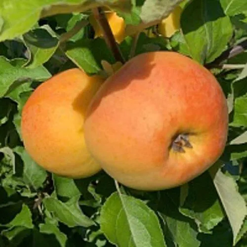 Яблоня АНТОНОВКА ЗОЛОТАЯ в Тюмени