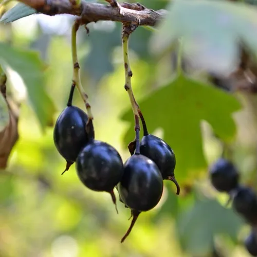 Смородина золотистая ДУСТЛИК в Тюмени
