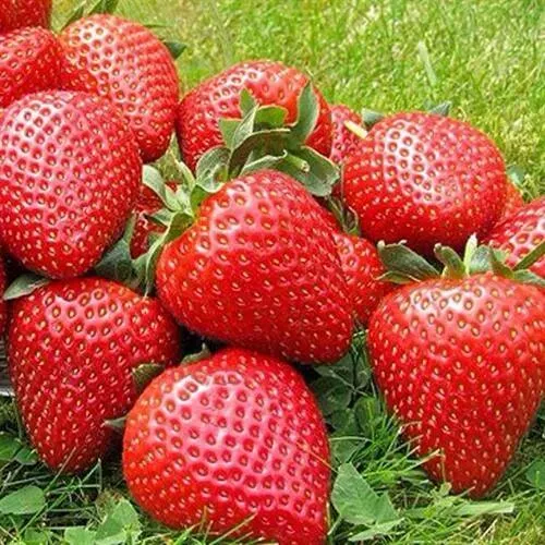 Клубника ЭЛИАНЕ  Клубника ЭЛИАНЕ в Тюмени