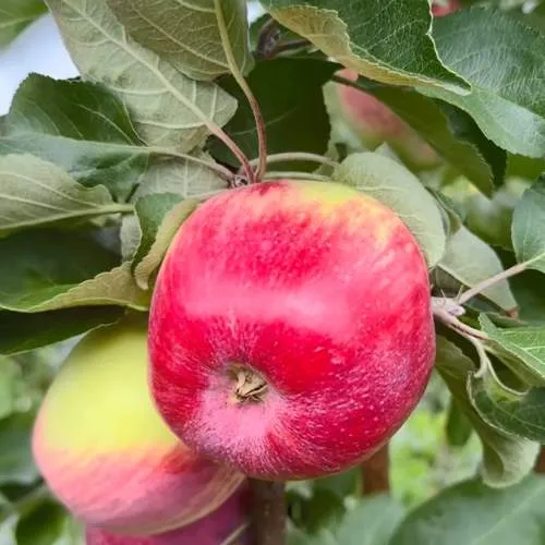 Яблоня АРБАТ колонновидная в Тюмени