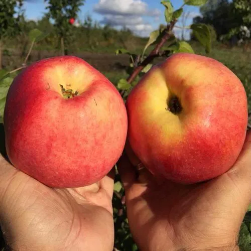 Яблоня КОВРОВОЕ стелющаяся в Тюмени
