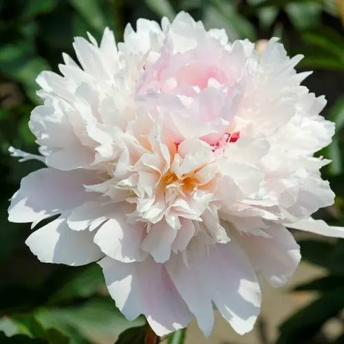 Пион АЛЕРТИ травянистый  Пион АЛЕРТИ травянистый в Тюмени