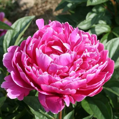 Пион СЕБАСТЬЯН МААС травянистый  Пион СЕБАСТЬЯН МААС травянистый в Тюмени