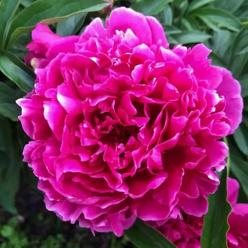 Пион КАРЛ РОЗЕНФЕЛЬД травянистый  Пион КАРЛ РОЗЕНФЕЛЬД травянистый в Тюмени