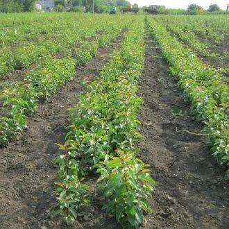 Подвой груши ДИКАЯ ГРУША в Тюмени
