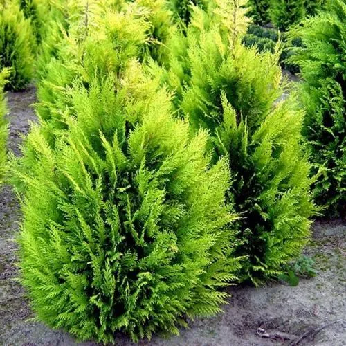 Кипарисовик ИВОНЕ лавсана в Тюмени