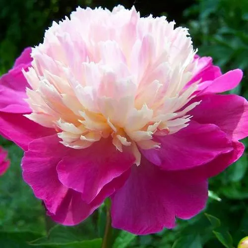 Пион ГЕЙ ПАРИ травянистый  Пион ГЕЙ ПАРИ травянистый в Тюмени