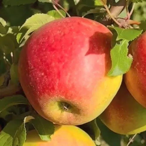 Яблоня САКАВИТА в Тюмени