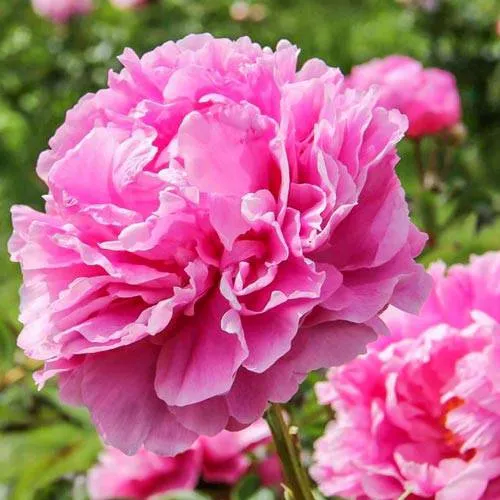 Пион АЛЕКСАНДР ФЛЕМИНГ травянистый  Пион АЛЕКСАНДР ФЛЕМИНГ травянистый в Тюмени