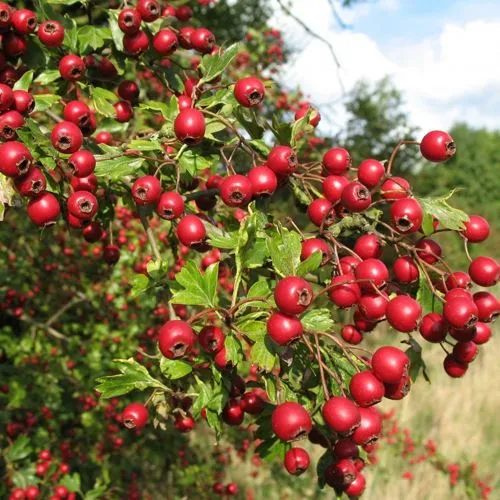 Боярышник ЗБИГНЕВ  Боярышник ЗБИГНЕВ в Тюмени