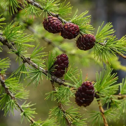 саженцы лиственницы саженцы лиственницы