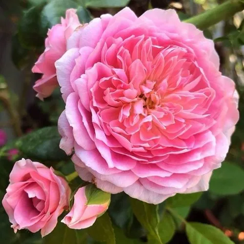 Саженцы роз ФРАНЦУЗСКОЕ ПЛАТЬЕ японская в Тюмени