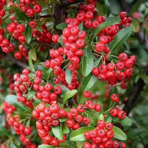 Пираканта РЕД КУИШОН  Пираканта РЕД КУИШОН в Тюмени