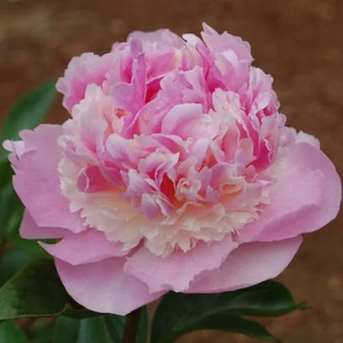 Пион ЭНДЖЕЛ ЧИКС травянистый  Пион ЭНДЖЕЛ ЧИКС травянистый в Тюмени