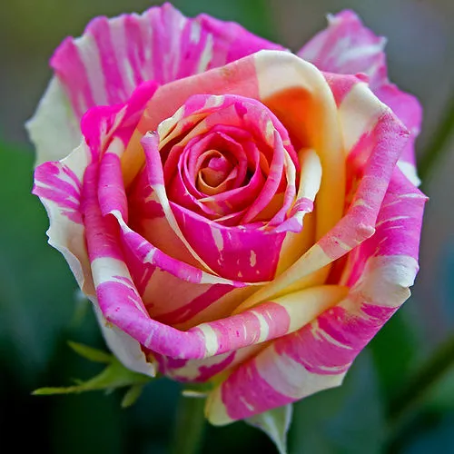 Саженцы роз ФИЕСТА чайно-гибридная в Тюмени