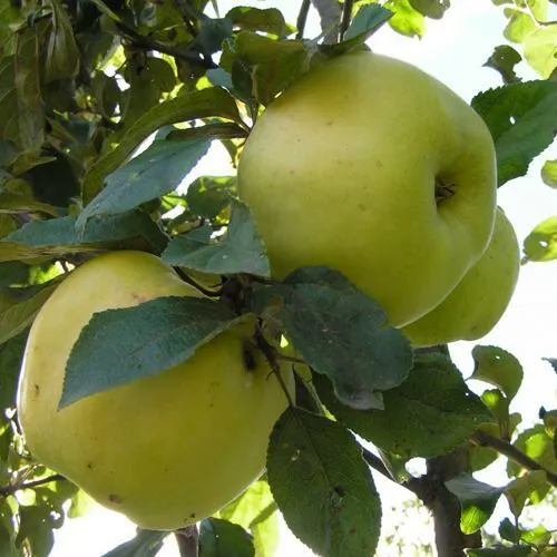 Яблоня Антоновка Обыкновенная в Тюмени