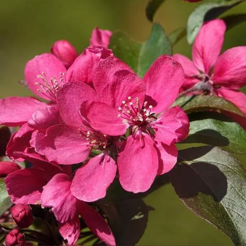 Яблоня НЕДЗВЕЦКОГО в Тюмени