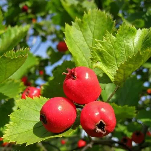 Боярышник МЯГКОВАТЫЙ  Боярышник МЯГКОВАТЫЙ в Тюмени