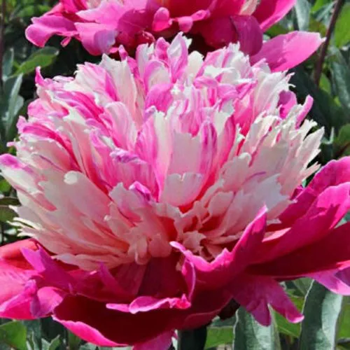 Пион ДЕЙДРИМ травянистый  Пион ДЕЙДРИМ травянистый в Тюмени