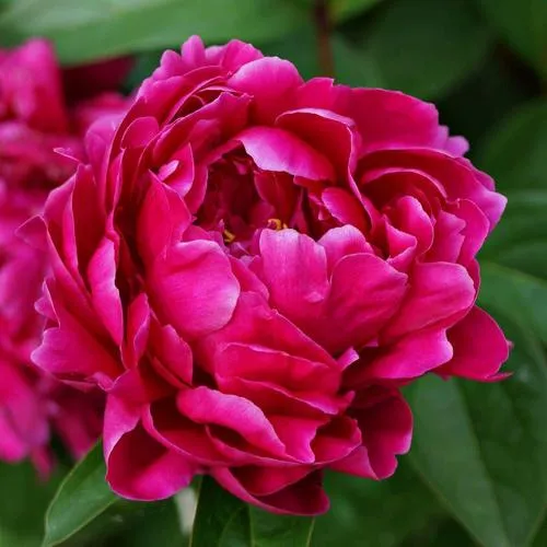 Пион ЛУИ ВАН-ГУТТ травянистый  Пион ЛУИ ВАН-ГУТТ травянистый в Тюмени