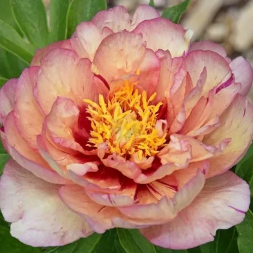 Пион КЭЛЛИС МЕМОРИ ито-гибрид  Пион КЭЛЛИС МЕМОРИ ито-гибрид в Тюмени