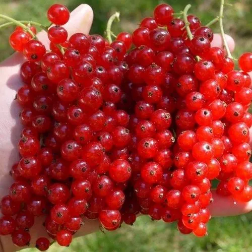 Смородина красная РЕД ПУЛ в Тюмени