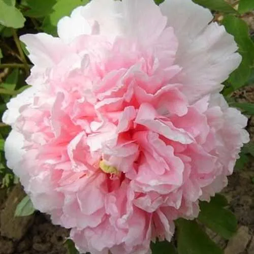 Пион БУКЕТ РОЗОВЫХ ГВОЗДИК древовидный  Пион БУКЕТ РОЗОВЫХ ГВОЗДИК древовидный в Тюмени