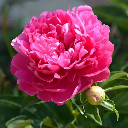 Пион БУШЕЛА травянистый  Пион БУШЕЛА травянистый в Тюмени