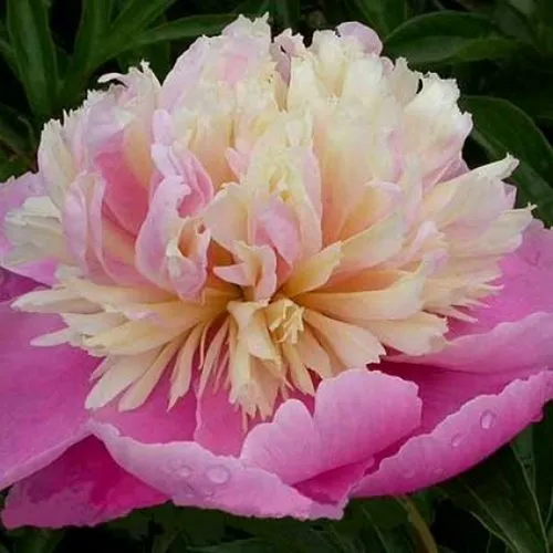 Пион ВЕСЕННЯЯ ПАЛИТРА травянистый  Пион ВЕСЕННЯЯ ПАЛИТРА травянистый в Тюмени