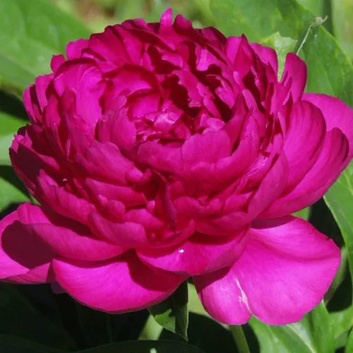 Пион БАРХАТ НОЧИ травянистый  Пион БАРХАТ НОЧИ травянистый в Тюмени