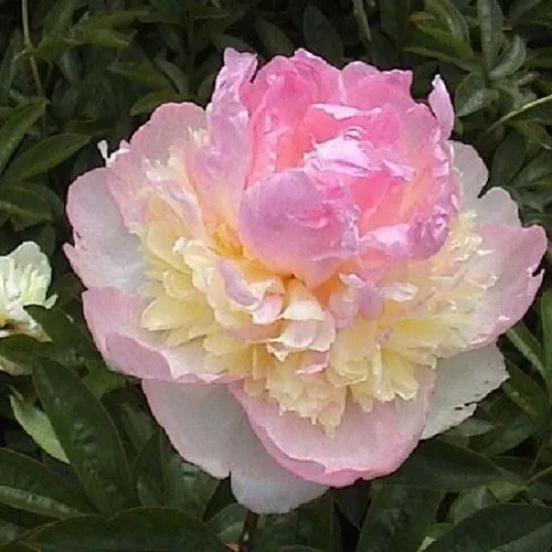 Пион РАСБЕРРИ САНДЕЙ травянистый  Пион РАСБЕРРИ САНДЕЙ травянистый в Тюмени