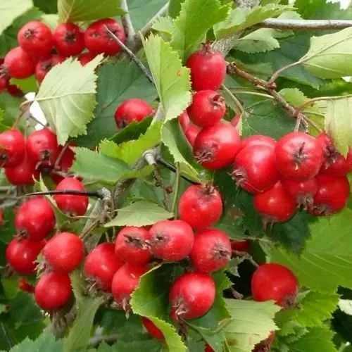 Боярышник СВАЯК  Боярышник СВАЯК в Тюмени