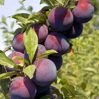 Поздняя в Тюмени