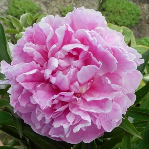 Пион РИМ травянистый  Пион РИМ травянистый в Тюмени