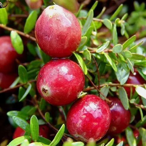 Клюква СТИВЕНС в Тюмени